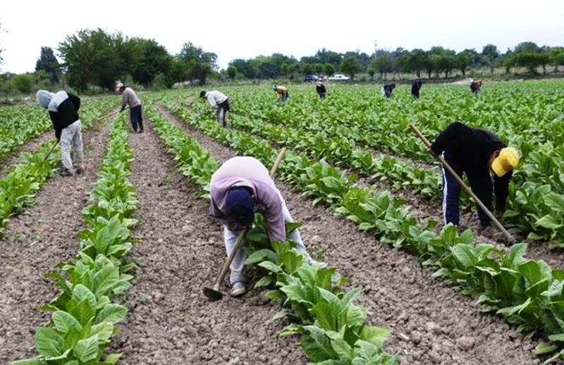 Tabacaleros reiteran el pedido de «flexibilizar la actividad» en defensa de los puestos de trabajo