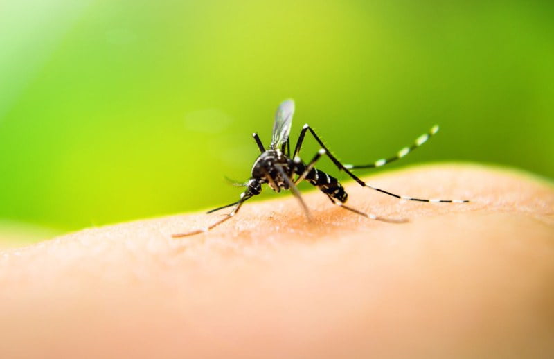 El brote de dengue de las últimas semanas podría ser 10 veces superior a años anteriores