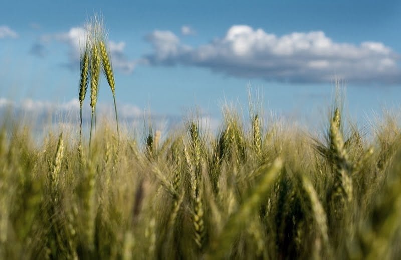 La campaña triguera dejará entre US$ 600 y US$ 890 millones menos por la sequía