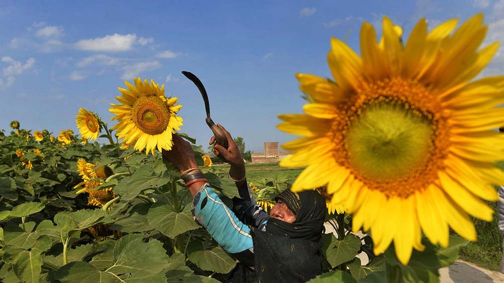 La demanda mundial sube los precios e impulsa el cultivo de girasol en la zona núcleo