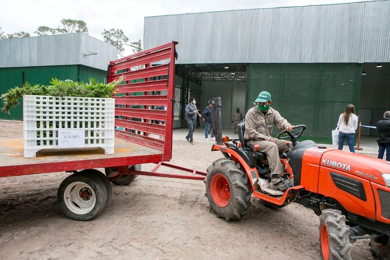El primero del país. Se inauguró el Complejo de Biotecnología para producir cannabis medicinal a escala industrial en Jujuy