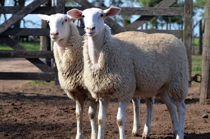 Con amplio consenso, Diputados convirtió en ley el proyecto de promoción de la ganadería ovina