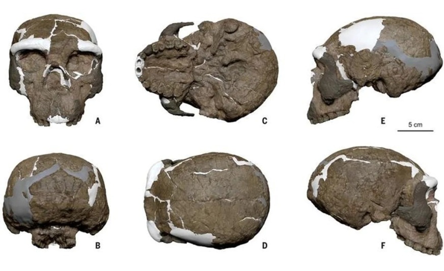 Revolución en la paleoantropología: descubren en China un ancestro humano desconocido
